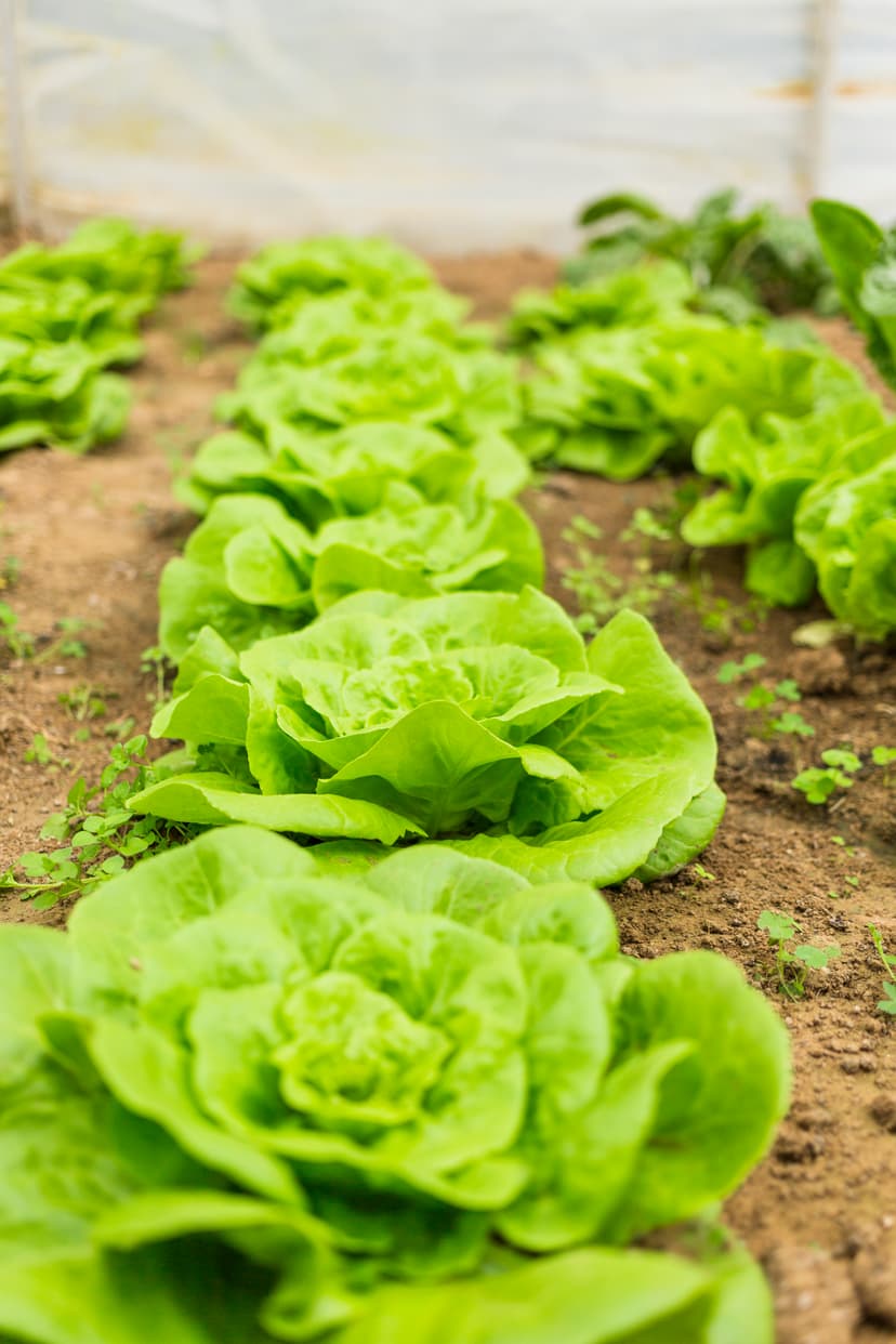 Lettuce seeds